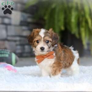 Braxton, Cavachon Puppy